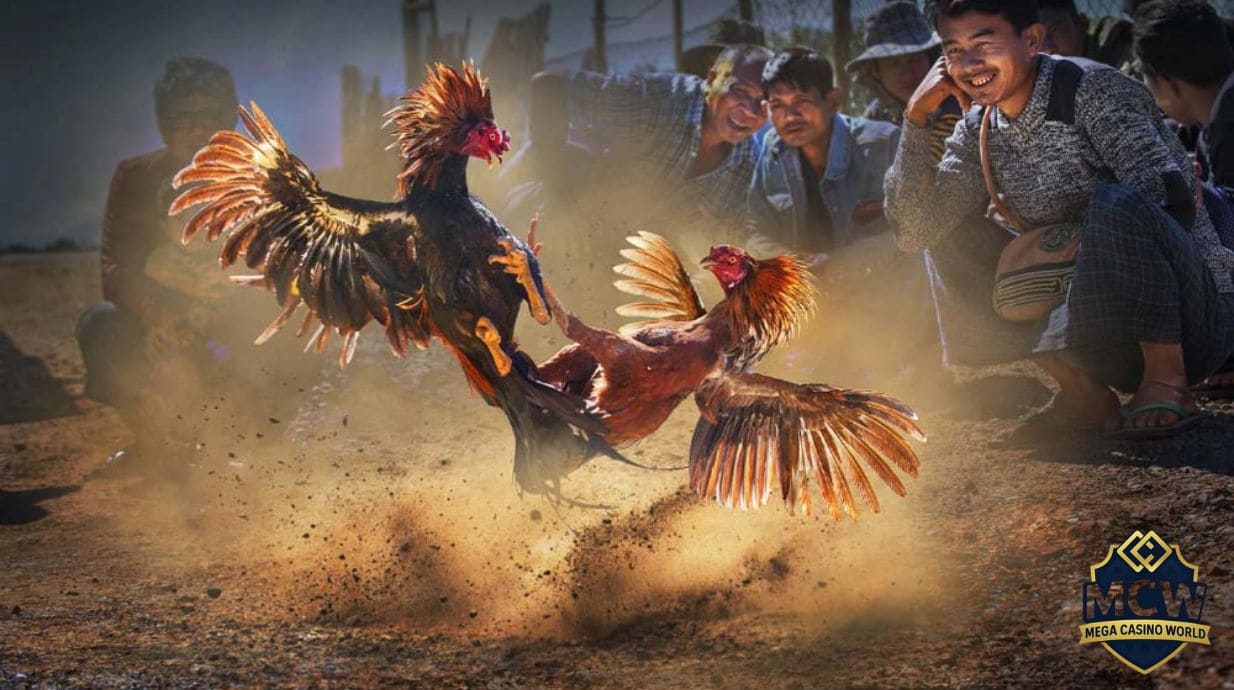 Giới Thiệu Về Đá Gà SV388 Tại MCW