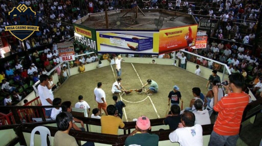 Tổng quan về trường gà Thomo