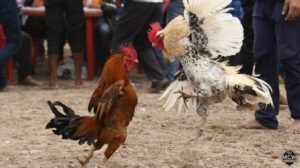 Đá Gà Cựa Sắt - Kỹ Thuật, Luật Chơi Và Bí Quyết Chiến Thắng